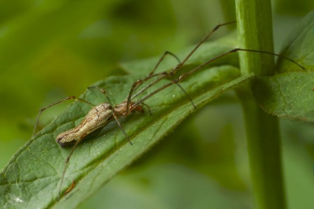 Tetragnatha cf montana